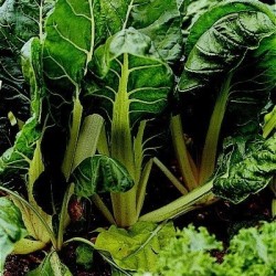 Acelga White Silver 2 -Semillas no tratadas