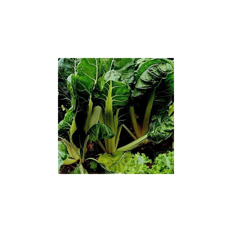 Acelga White Silver 2 -Semillas no tratadas