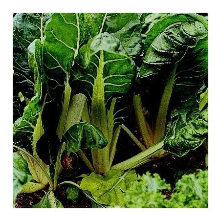 Acelga White Silver 2 -Semillas no tratadas