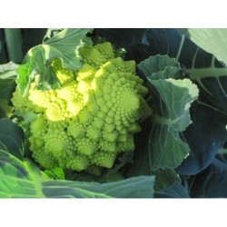brocoli romanesco Minaret - semillas sin tratamiento