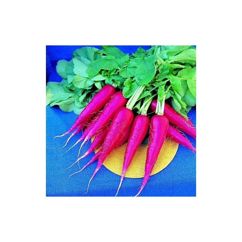 Rabanito Oriental Rosa 2 (Semillas no tratadas)