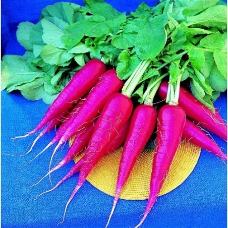 Rabanito Oriental Rosa 2 (Semillas no tratadas)