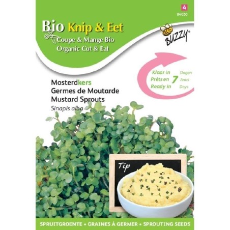 brotes de mostaza blanca ecolÃ³gicos