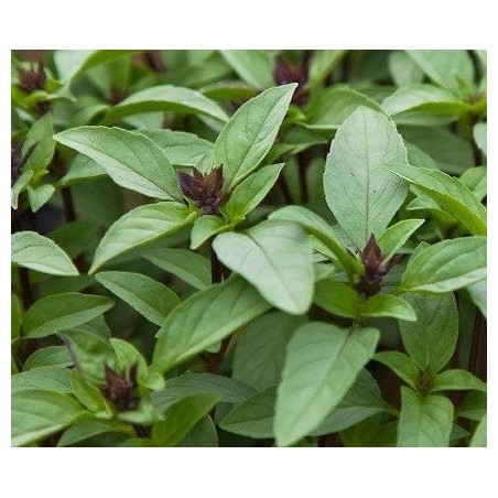 albahaca tailandesa - semillas sin tratamiento