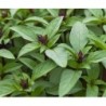 albahaca tailandesa - semillas sin tratamiento