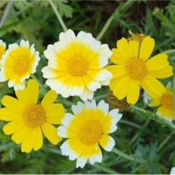 coronaria (Chrysanthemum Coronarium) semillas ecologicas