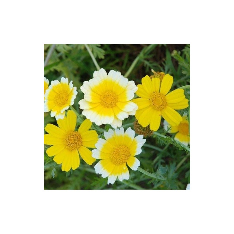 coronaria (Chrysanthemum Coronarium) semillas ecologicas
