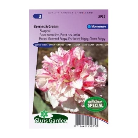 Amapola bayas y crema (Papaver somniferum)