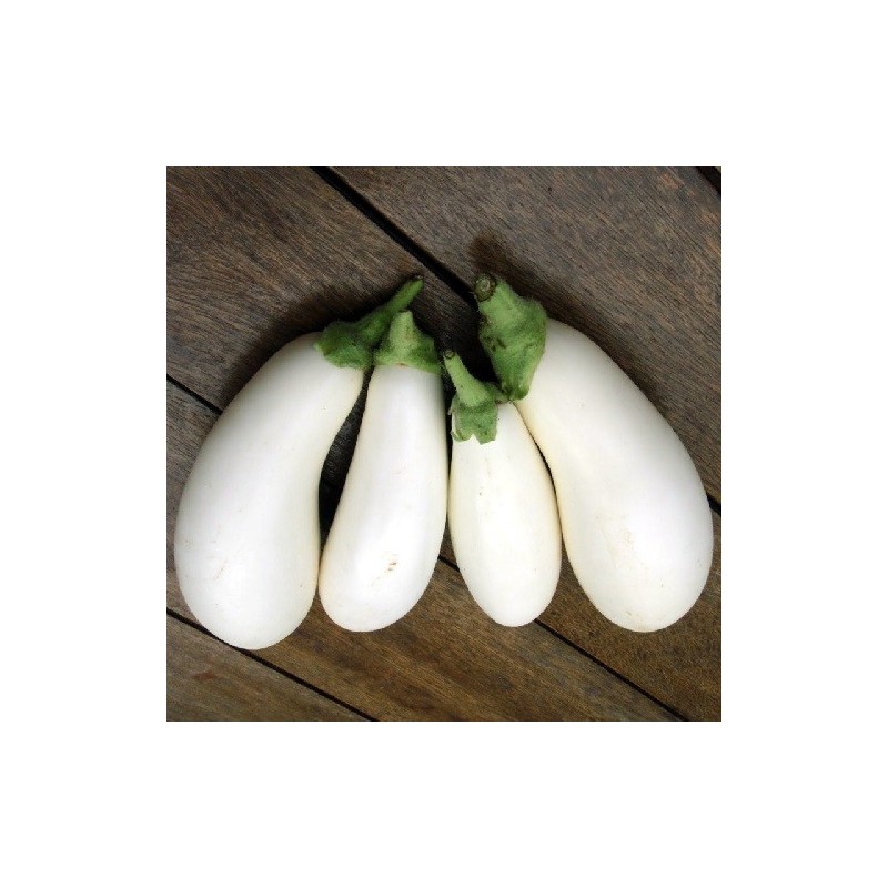 berenjena huevos blancos - semillas no tratadas