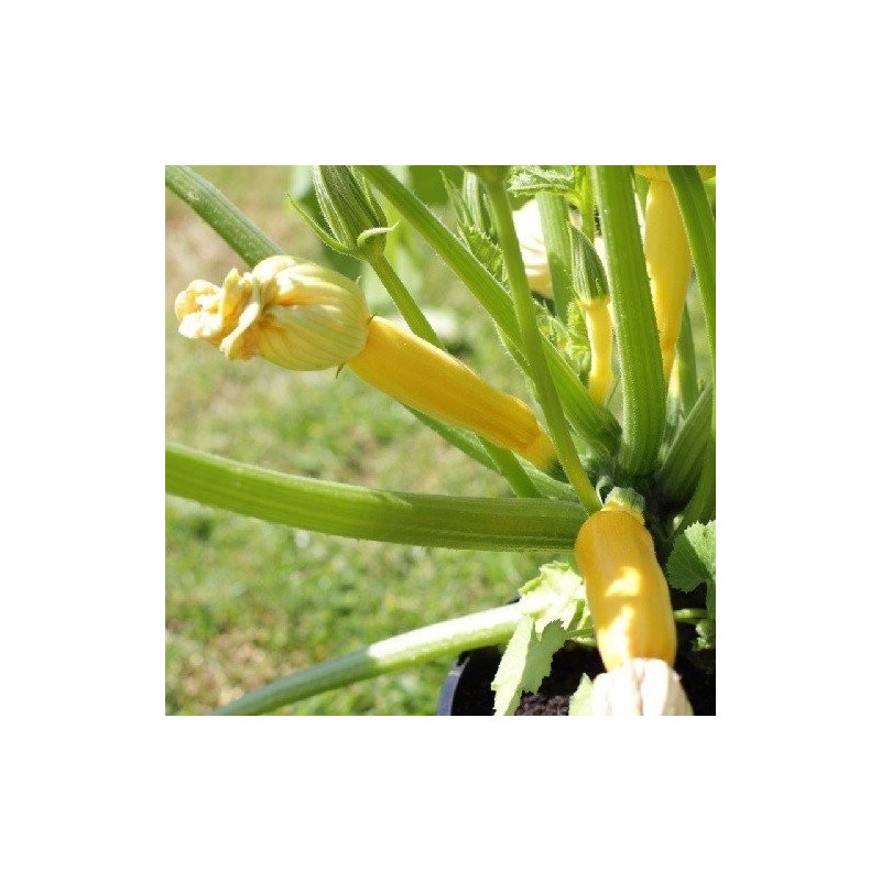 CalabacÃ­n Gold Rush (Semillas no tratadas)