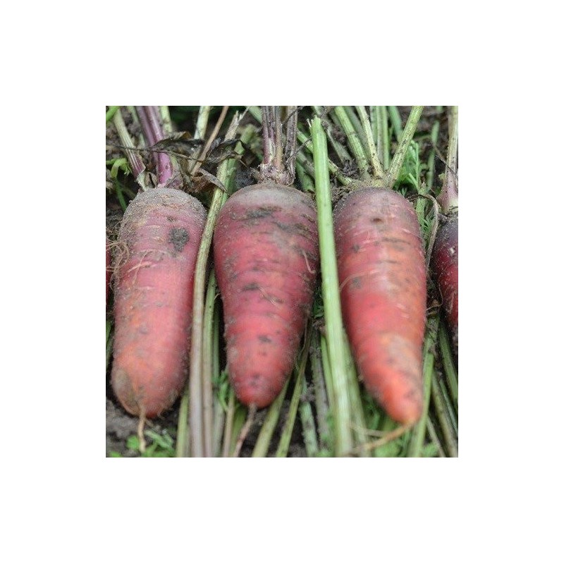 zanahoria larga rojo sangre - semillas ecologicas