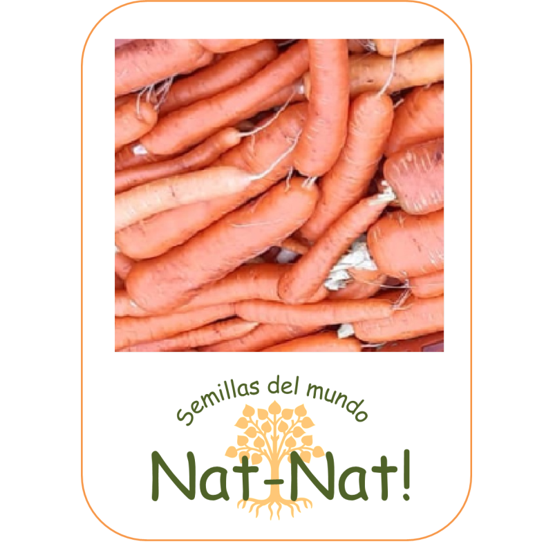 zanahoria berlicum