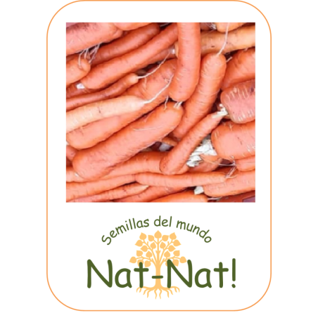 zanahoria berlicum