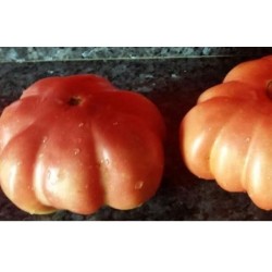 tomate de Lloret (semillas ecologicas)
