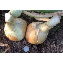 cebolla Ailsa Craig - semillas no tratadas