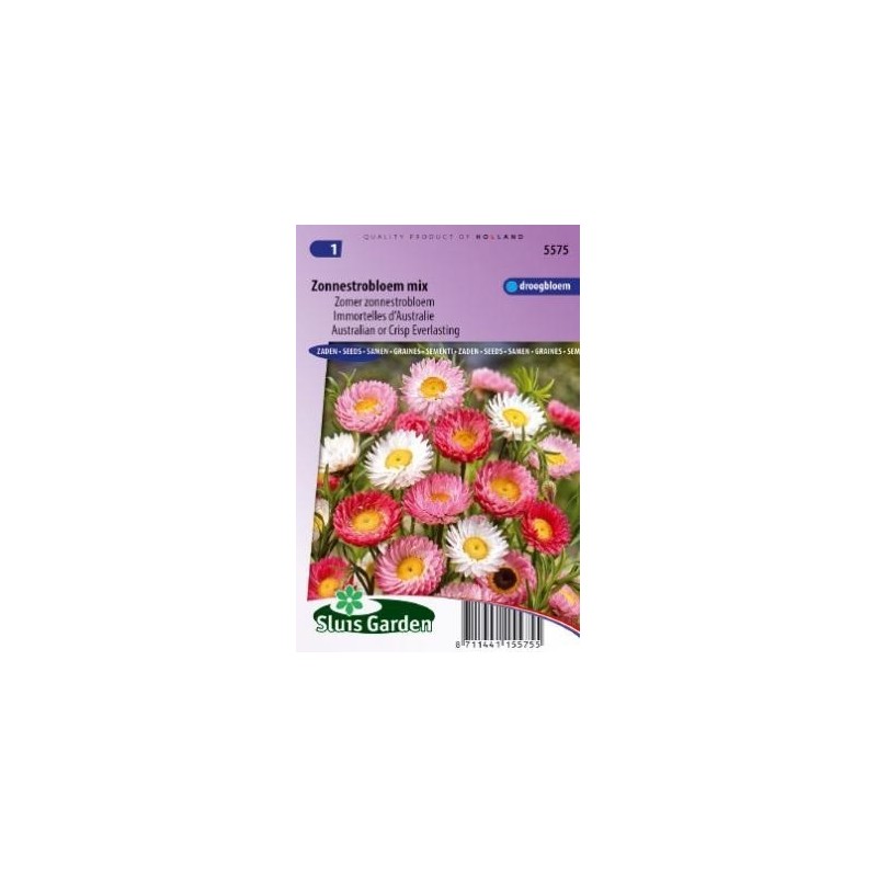 acroclinium (Helipterum roseum)