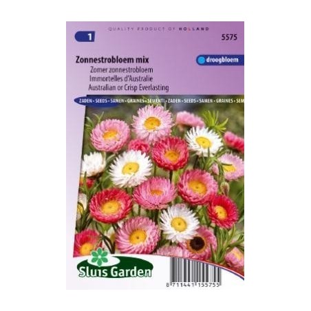 acroclinium (Helipterum roseum)