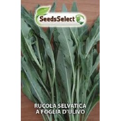 rucula selvatica hoja de olivo