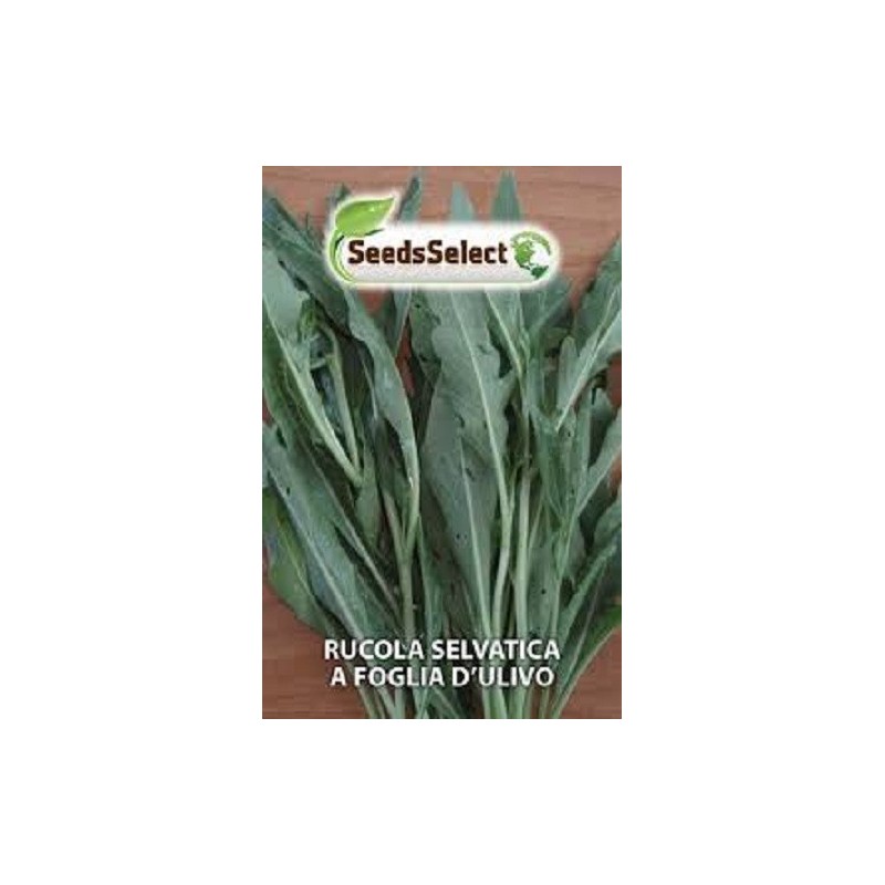 rucula selvatica hoja de olivo