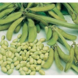 edamame - soja summer shell