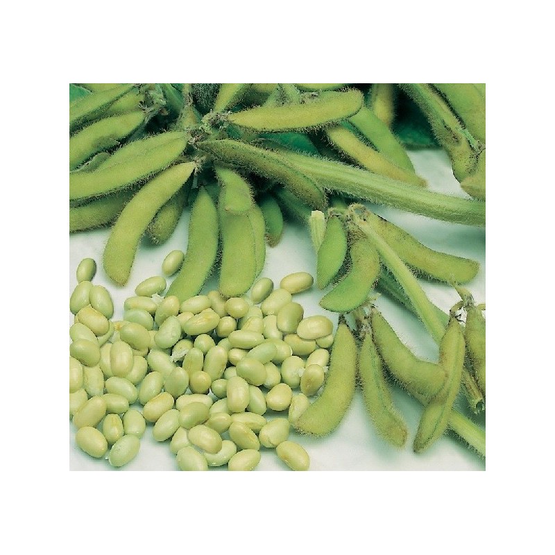 edamame - soja summer shell