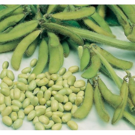 edamame - soja summer shell