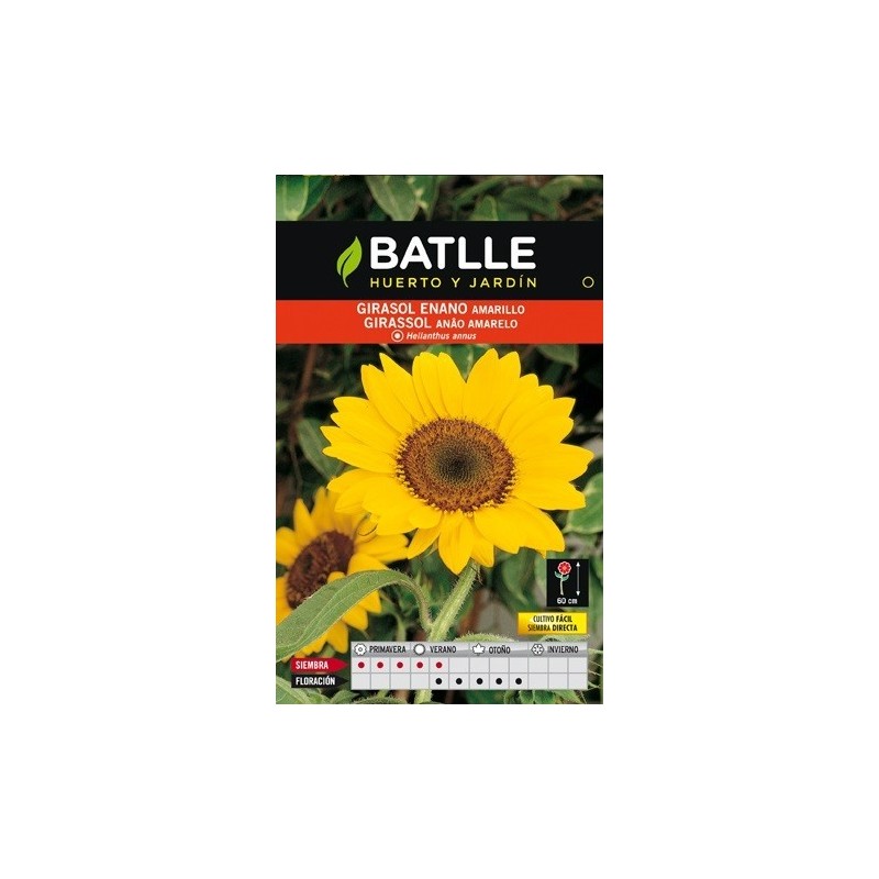 girasol enano amarillo