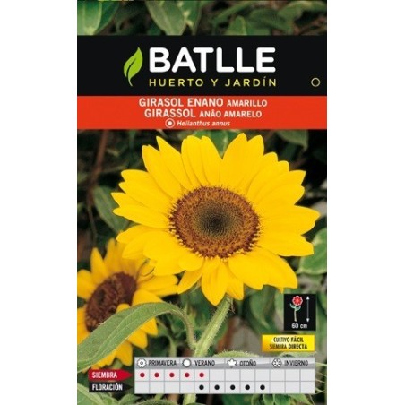 girasol enano amarillo