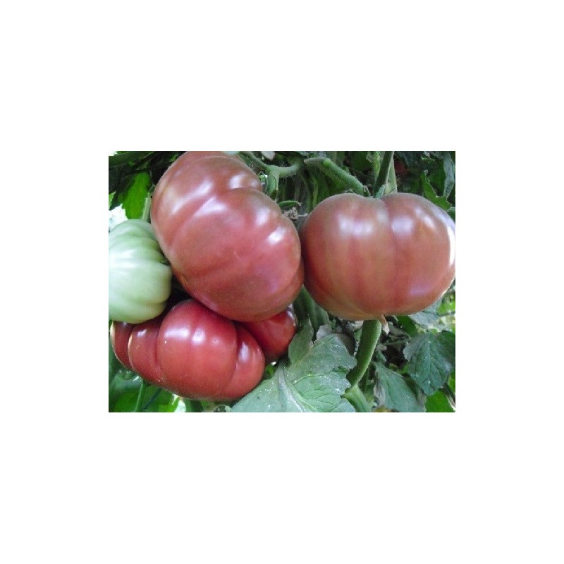 tomate flor de baladre