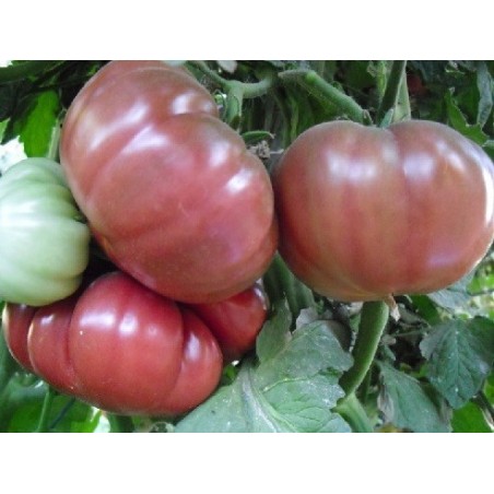 tomate flor de baladre