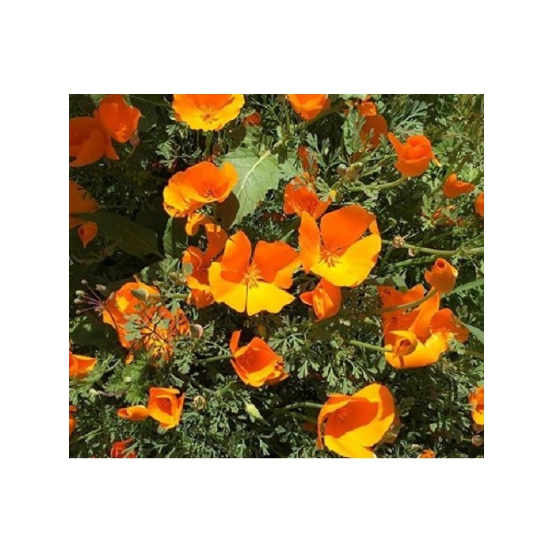 Amapola de California (Eschscholzia californica) - sin tratamiento