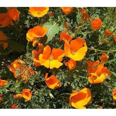 Amapola de California (Eschscholzia californica) - sin tratamiento