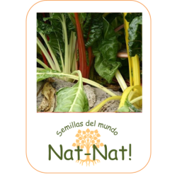 acelga de colores Bright Light