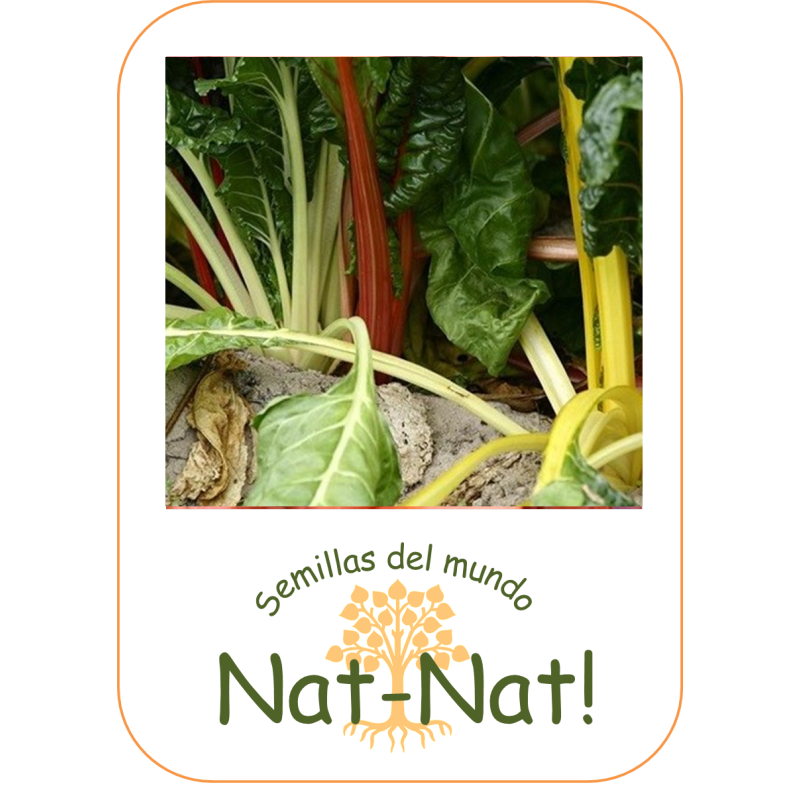 acelga de colores Bright Light