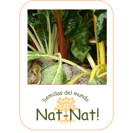 acelga de colores Bright Light