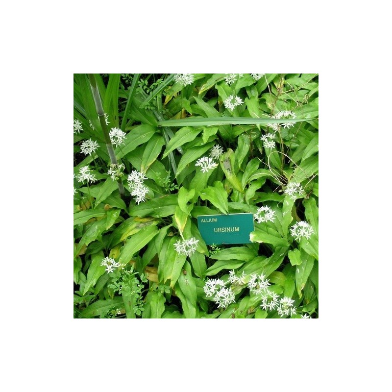 Ajo de oso (Allium Ursinum) - semillas no tratadas
