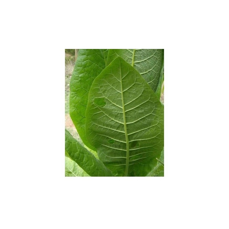 tabaco rubio de Virginia (semillas ecolÃ³gicas)