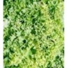 lechuga lollo bionda (semillas no tratadas)