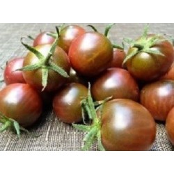 tomate cereza negra (semillas ecolÃ³gicas)