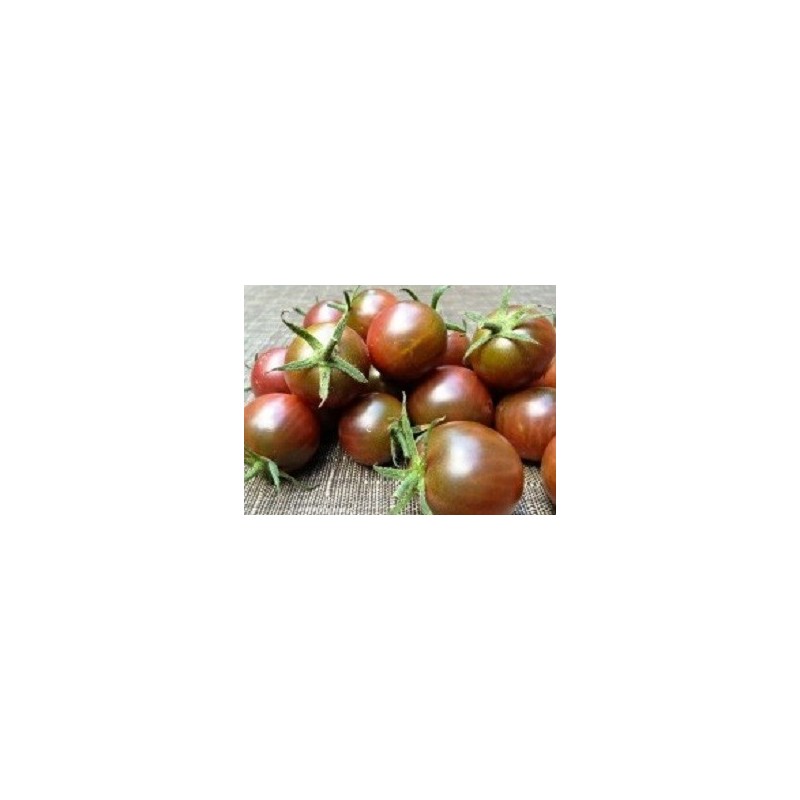 tomate cereza negra (semillas ecolÃ³gicas)