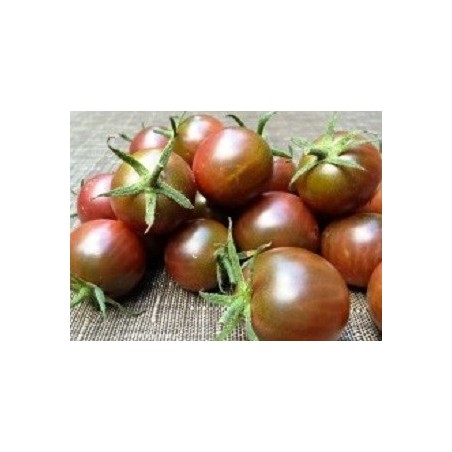 tomate cereza negra (semillas ecolÃ³gicas)
