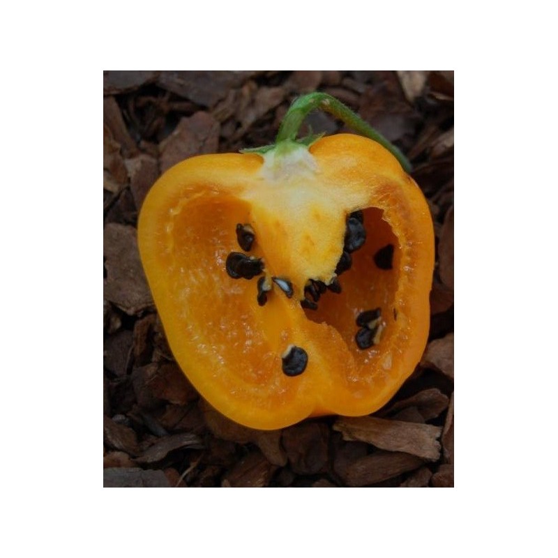 pimiento rocoto amarillo - (semillas ecolÃ³gicas)