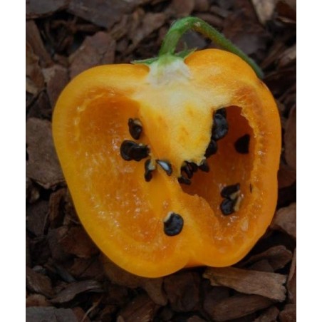 pimiento rocoto amarillo - (semillas ecolÃ³gicas)