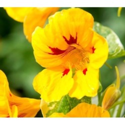 Capuchina Alaska Ladybird - semillas sin tratamiento