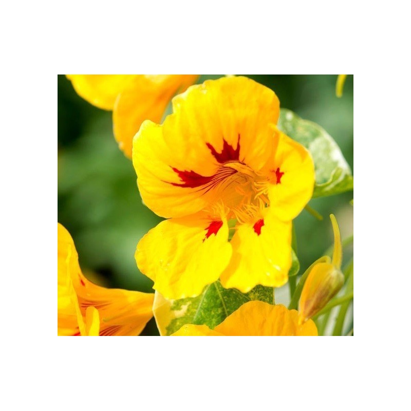 Capuchina Alaska Ladybird - semillas sin tratamiento