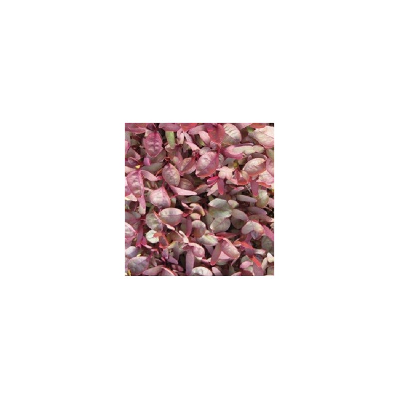 amaranto garnet red (semillas sin tratamiento)