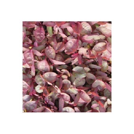 amaranto garnet red (semillas sin tratamiento)