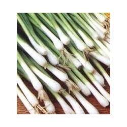 cebolla Long White Ishikura (semillas ecolÃ³gicas)