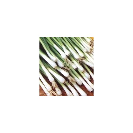 cebolla Long White Ishikura (semillas ecolÃ³gicas)