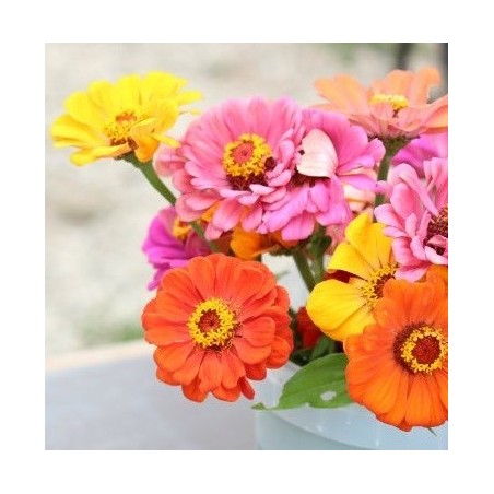 Zinnia elegans - rosa mÃ­stica - semillas ecologicas